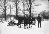Edward Pratt and his Oxen with logs, in the snow, Dover, Vt.