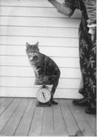 Eleven pound cat balanced on a scale, Vermont