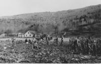 People working in a cornfield, Brookside, Vt.