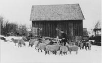 Herman Brown and his sheep, East Dover, Vt.