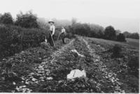 Sam Morse and Carl Brown digging potatoes in Windham County, Vermont