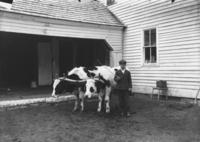 Wallace Johnson's Boy with your Oxen, Marlboro, Vt.