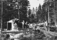 Men logging with Horses in the Woods, Newfane, Vt.