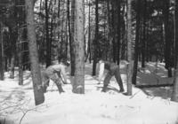 Men logging with cross cut saw in woods, Newfane, Vt.