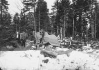 Men logging with Horse Team in the Woods, Newfane, Vt.