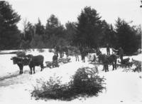 Men logging with Oxen and Horse Teams, Newfane, Vt.