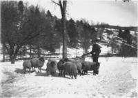Henry Powers of Brookside feeding sheep in winter, Newfane, Vt.