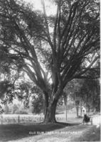 Old Elm Tree, So. Newfane, Vt.