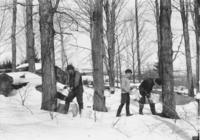 Older man and two boys tapping maple trees for sap