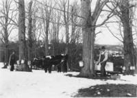 Collecting sap with buckets and oxen