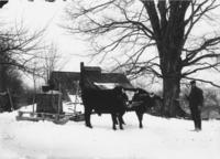 Will Yeaw next to sugar house and oxen with gathering tank