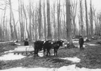 Three unidentified people gathering sap with buckets and oxen