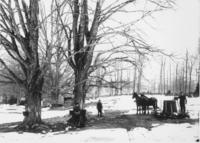 Three unidentified people gathering sap with buckets and horses