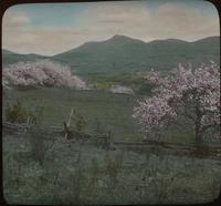 Jay Peak - apple blossoms in June