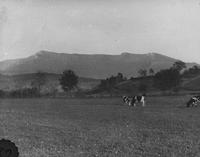 Mount Mansfield and cows