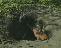 Baby fox near Jay Peak