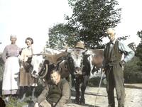 Mrs. Davis, unknown, oxen, Mr. Herr, and Mr. Henry Davis