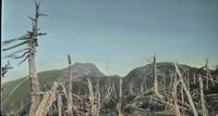 Dead trees on Mount Mansfield