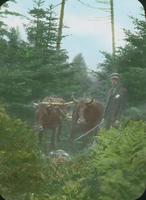 Oxen hauling supplies for the building of the Battell Trail