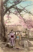 Two women under a blooming Sakura tree
