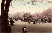 Cherry blossom festival in full swing