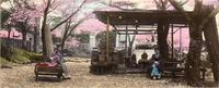 Two women and a child siting below Sakura Trees
