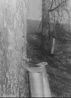 Close-up of sugar maples with collection buckets attached