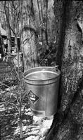 Collection buckets in the sugar bush