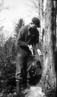 Herb Beam tapping a sugar maple