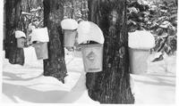 Collection buckets in the sugar bush