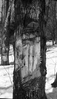 Damaged sugar maple with two tap holes