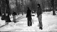 Workers surveying the sugar bush
