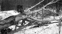 Worker removing felled tree in the sugar bush