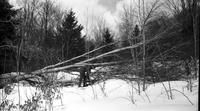 Worker clearing downed tree in sugar bush