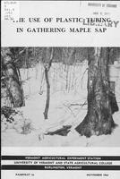 use of plastic tubing in gathering maple sap