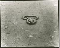 Camp Abnaki - Snakes
