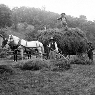 Hay Harvesting in the 1940's